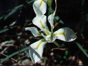 Unguicularis Alba